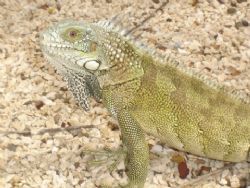 Picture actually taken in Curacao. They make iguana soup ... by Kelly N. Saunders 
